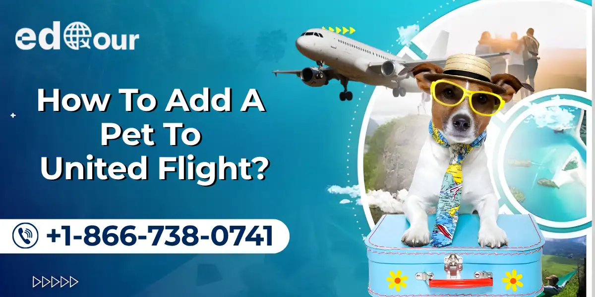 Add Pet To United Flight
